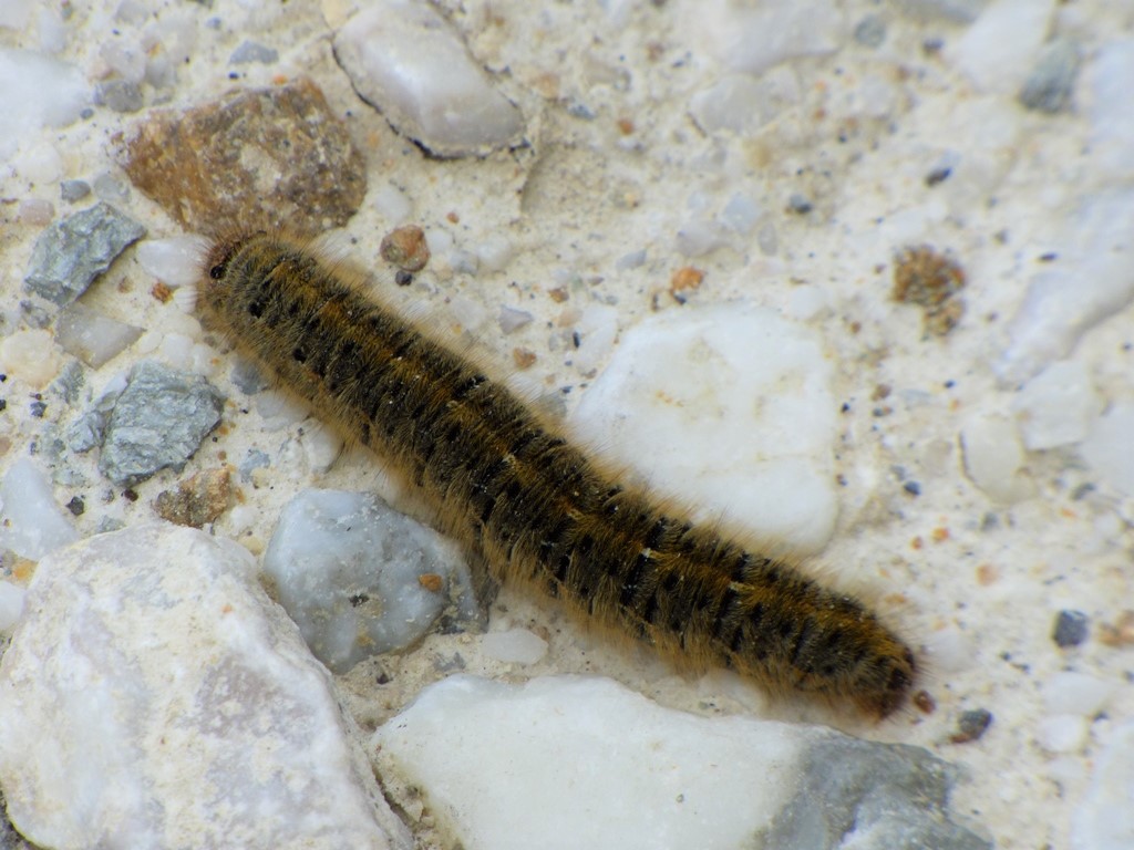 Identificazione bruco:  Lasiocama quercus